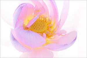 lotus-bloem